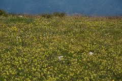 Trekking Marguareis-Mongioie