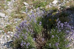 Trekking Marguareis-Mongioie